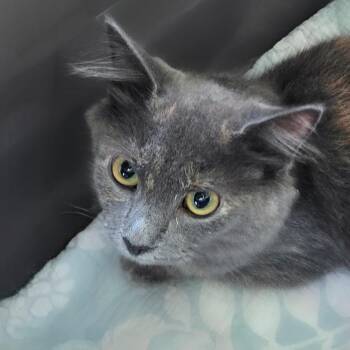 Jolene -  Domestic Medium Hair Cat for Adoption in Chapel Hill, North Carolina - Jolene | PetCurious