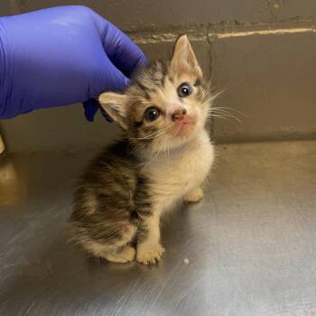 TUSC-Stray-84808 -  Domestic Short Hair Cat for Adoption in Tuscaloosa, Alabama - TUSC-Stray-84808 | PetCurious