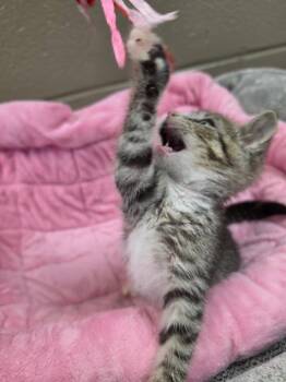 Ronnelle -  Domestic Short Hair Cat for Adoption in New Cumberland, West Virginia - Ronnelle | PetCurious