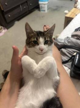 Rescue Tabby and Domestic Short Hair Cats for Adoption in Liverpool, Texas - Koa | PetCurious