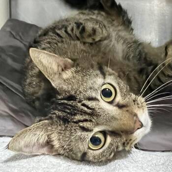 Domestic Short Hair Cats Available for Adoption - Zippy | PetCurious