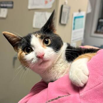 Domestic Short Hair Cats Available for Adoption in Trenton, New Jersey - Mushu | PetCurious