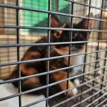 Cinderella -  American Shorthair Cat for Adoption in Lake Jackson, Texas - Cinderella | PetCurious
