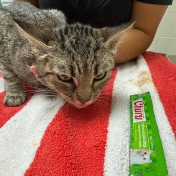 April -  Domestic Short Hair Cat for Adoption in Murray, Utah - April | PetCurious