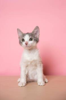 Rescue Domestic Short Hair Cats for Adoption in Sunrise, Florida - Goose | PetCurious