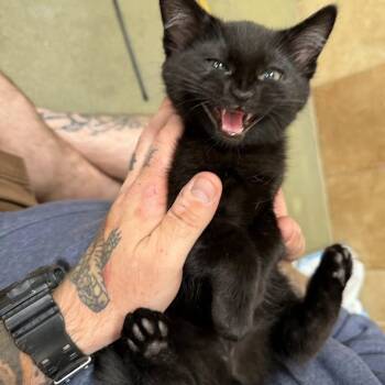 Shy Kittens Need Homes Too. 10 weeks old -  Domestic Short Hair Cat for Adoption in Hanson, Massachusetts - Shy Kittens Need Homes Too. 10 Weeks Old | PetCurious