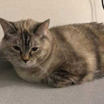 Abigail -  Siamese Cat for Adoption in Las Vegas, Nevada - Abigail | PetCurious