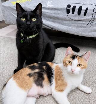 American Shorthair Cats Available for Adoption in Philadelphia, Pennsylvania - Ellory & Wello | PetCurious