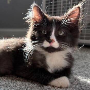 Fin -  Domestic Short Hair Cat for Adoption in Chicago, Illinois - Fin | PetCurious