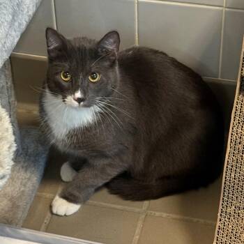 Louis -  Domestic Short Hair Cat for Adoption in New York, New York - Louis | PetCurious