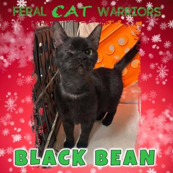 Domestic Short Hair Cats Available for Adoption - Black Bean | PetCurious