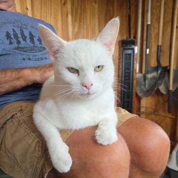 Rescue Domestic Short Hair Cats for Adoption in Inwood, West Virginia - Charlie | PetCurious