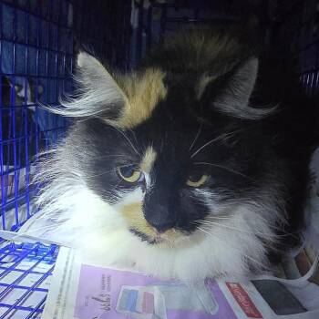 Domestic Long Hair Cats Available for Adoption - Bella | PetCurious