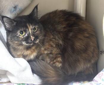 Domestic Long Hair Cats Available for Adoption in Dedham, Massachusetts - TOFFEE | PetCurious