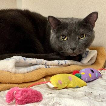 Russian Blue and Mixed Breed Cats Available for Adoption in Westhampton, New York - Ben(Titanium) | PetCurious