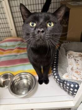 Rescue Domestic Short Hair Cats for Adoption in Neenah, Wisconsin - Pua | PetCurious