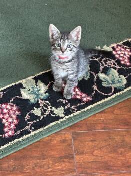Tabby Cats Available for Adoption in Orlando, Florida - Charming | PetCurious