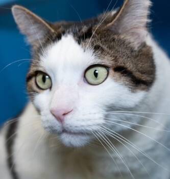 Domestic Short Hair Cats Available for Adoption in Boston, Massachusetts - KAT-TRINA | PetCurious