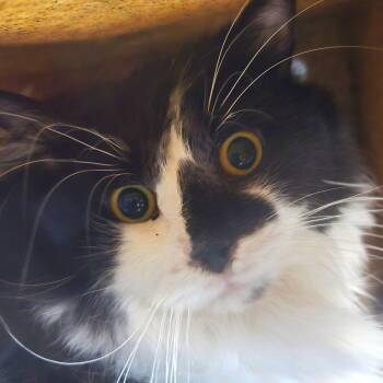 Domestic Long Hair Cats Available for Adoption in West Olive, Michigan - Aveeno (Barn Cat) | PetCurious