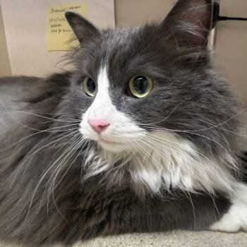 Thomas -  Domestic Long Hair Cat for Adoption in Great Falls, Montana - Thomas | PetCurious