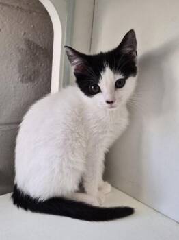 Chianti -  Domestic Short Hair Cat for Adoption in Savannah, Georgia - Chianti | PetCurious