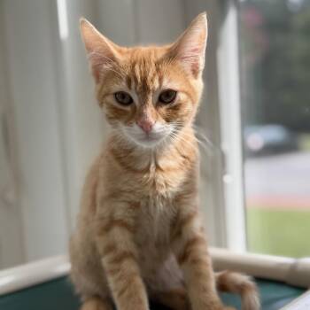 Enzo -  Domestic Short Hair Cat for Adoption in Gloucester, Virginia - Enzo | PetCurious