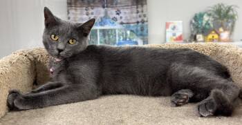 Rescue Domestic Short Hair Cats for Adoption in Kearneysville, West Virginia - Cassidy | PetCurious