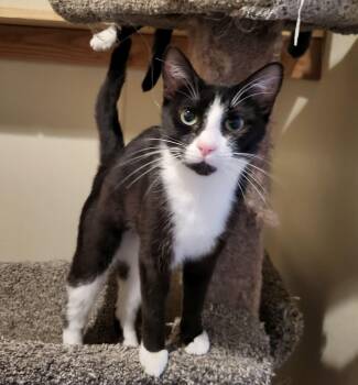 Rescue Domestic Short Hair Cats for Adoption in Lodi, California - Lola | PetCurious