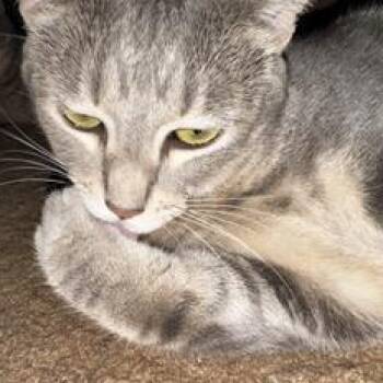 Tabby and Domestic Short Hair Cats Available for Adoption in Liverpool, Texas - Amelia | PetCurious