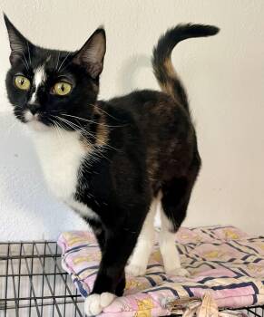 Pauline -  Domestic Short Hair Cat for Adoption in Lacon, Illinois - Pauline | PetCurious