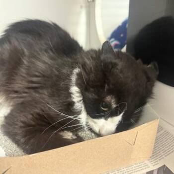 Pocky -  Domestic Medium Hair Cat for Adoption in Phoenixville, Pennsylvania - Pocky | PetCurious