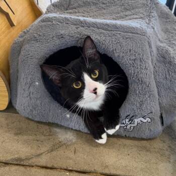 Extended Warranty -  Domestic Short Hair Cat for Adoption in Spanish Fork, Utah - Extended Warranty | PetCurious