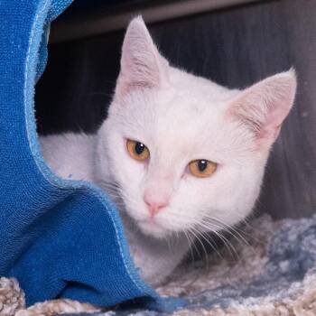 Domestic Short Hair Cats Available for Adoption in Seattle, Washington - Harlow | PetCurious