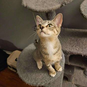 Rescue Domestic Short Hair Cats for Adoption in Plainfield, Illinois - Deva | PetCurious