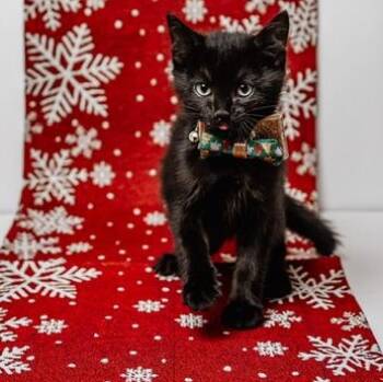 Rescue Manx and Domestic Short Hair Cats for Adoption in Springfield, Missouri - Pepe | PetCurious