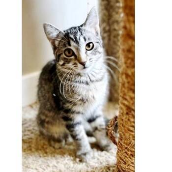 Rescue Tabby Cats for Adoption in Millcreek, Utah - Toffee | PetCurious