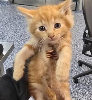 A1920355 -  Domestic Medium Hair Cat for Adoption in Thousand Palms, California - A1920355 | PetCurious