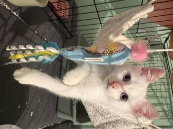 Rescue Domestic Short Hair Cats for Adoption in Aibonito, Aibonito - Mofy | PetCurious