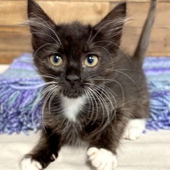 June -  Domestic Short Hair Cat for Adoption in Medford, Oregon - June | PetCurious