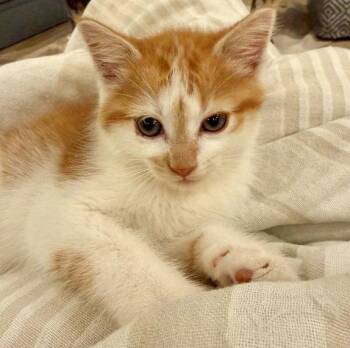 General -  Domestic Short Hair Cat Available for Adoption in Nashville, Tennessee - General | PetCurious