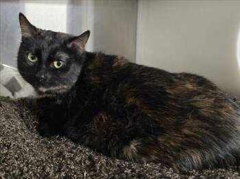 Domestic Short Hair Cats Available for Adoption in Woodland, California - MARIA | PetCurious