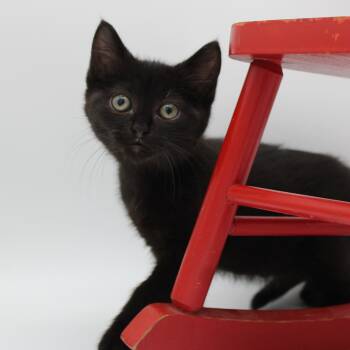 Rescue Domestic Short Hair Cats for Adoption in Martensdale, Iowa - Mayhem | PetCurious