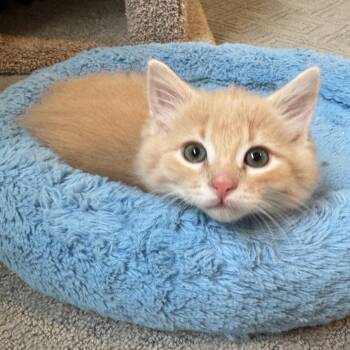 Domestic Medium Hair Cats Available for Adoption - Boop (neon Yellow Collar) | PetCurious