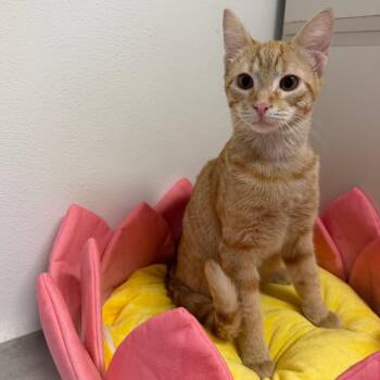 River -  Domestic Short Hair Cat for Adoption in Floresville, Texas - River | PetCurious
