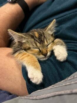 Domestic Short Hair and Tabby Cats Available for Adoption in Evergreen, Colorado - Saturn | PetCurious