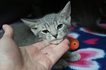 Domestic Short Hair Cats Available for Adoption in Brunswick, Georgia - Calla | PetCurious