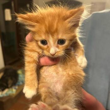 Domestic Long Hair Cats Available for Adoption - Georgia | PetCurious