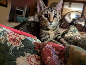 Winkle -  Domestic Short Hair Cat for Adoption in Rockford, Illinois - Winkle | PetCurious