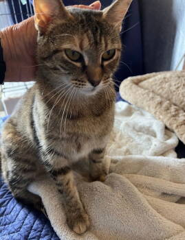 Rescue Torbie Cats for Adoption in Plano, Texas - Cocoa Puff | PetCurious