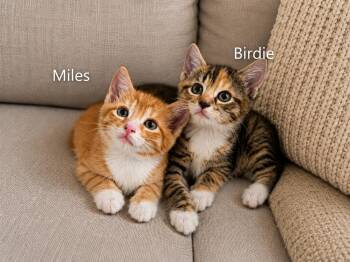 Birdie -  Domestic Short Hair Cat Available for Adoption in New York, New York - Birdie | PetCurious